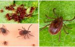 Beschreibung und Foto von ixodic Ticks