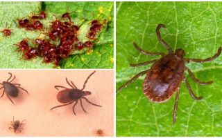 Beschreibung und Foto von ixodic Ticks