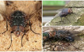 Description and photo of a blue meat fly