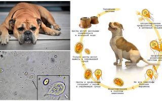 Symptome und Behandlung von Giardia bei Hunden