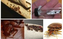 Tot sobre insectes