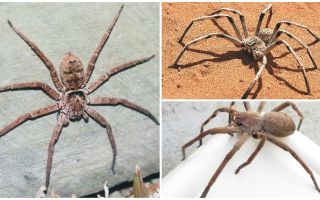 Giant crab spider