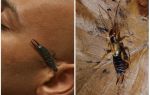 จะเกิดอะไรขึ้นถ้า earwig (dvuhvostok) เข้าหู