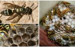 Breeding wasps