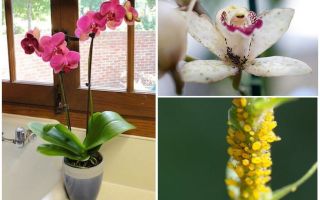 How to deal with aphids on orchids