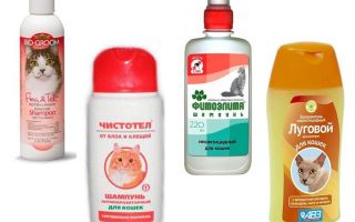 The best flea shampoos