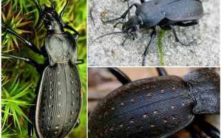 Black ground beetle