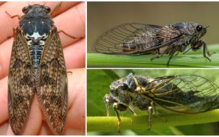 Description and photos of cicada flies