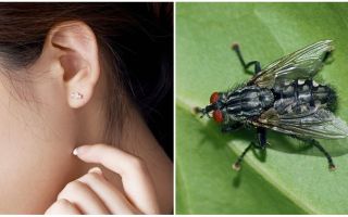 How to get a fly out of your ear at home