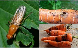 How to get rid of carrot flies