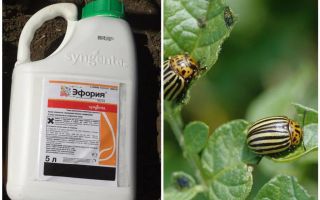 Means of Euphoria from the Colorado potato beetle