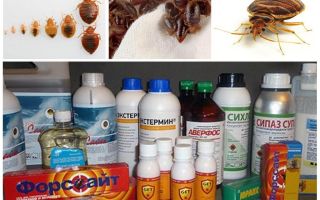 Review of the most effective remedies for domestic bugs