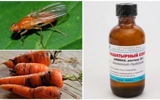 Fight against carrot fly with ammonia