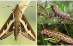 Description and photo of caterpillar wine hawk moth