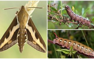 Beschreibung und Foto von Raupe Wein Hawk Moth