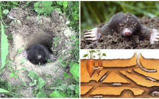 Description and photos of the mole mole