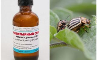 Ammonia against Colorado potato beetle