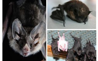 How to get rid of bats in the house