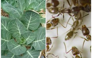 How to save cabbage from ants