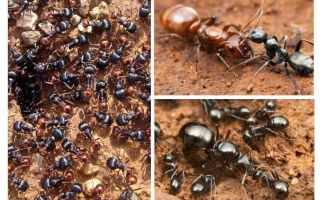 Stages of ant development