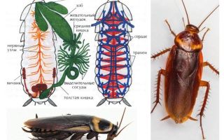 The structure of the cockroach - external and internal