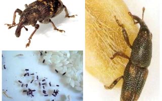 Rice weevil - a malicious pest of cereals