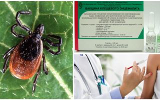 Tick-borne encephalitis vaccine