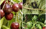 How to get rid of aphids on cherries and cherries