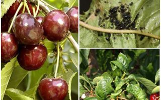 How to get rid of aphids on cherries and cherries