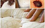 Bedbugs ในที่นอนและเตียง