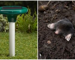 Repelents de moles: ultrasons, electrònics i altres tipus