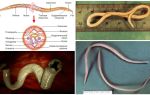 Apareix Ascaris, característiques de l'estructura