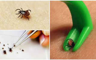 Where in Moscow to hand over a tick for analysis and where to turn if bitten by a tick