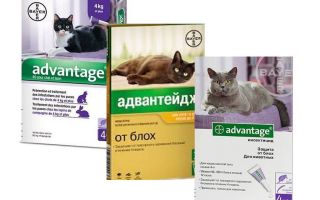 Advantage flea drops for cats