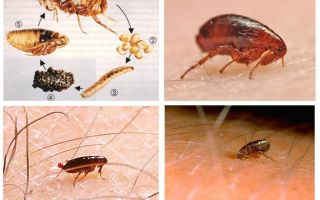 Can fleas live in human hair