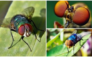 How many frames per second does a fly see and how many eyes does it have