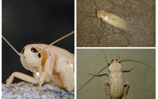 White albino cockroaches in the apartment