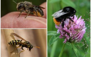 Differences of a bumblebee from a bee and a wasp