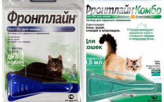 Frontline flea drops for cats