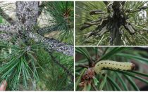 How and what to process pine from caterpillars