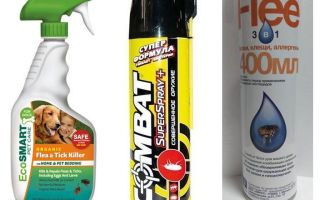 Spray per le pulci per l'appartamento