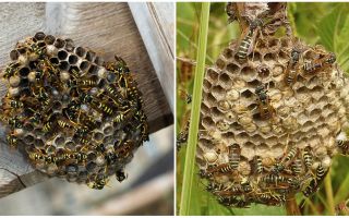 How to deal with wasps in the country even in the inaccessible place