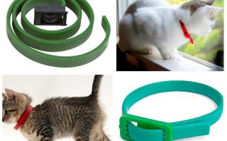 The best flea and tick collars for cats