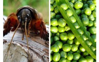 Combatti con i piselli primavera Medvedka