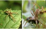 Wie viele gewöhnliche Spinnen leben in einer Wohnung und in der Natur