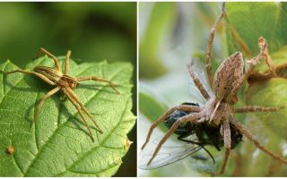 Quanti ragni ordinari vivono in un appartamento e in natura