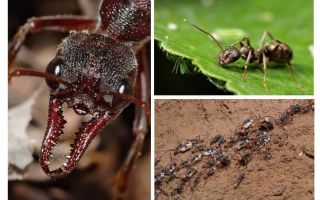 All about ants