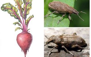 Beet weevil