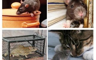 How to get rid of rodents in a private house