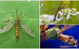 Large mosquitoes with long legs (Cans)